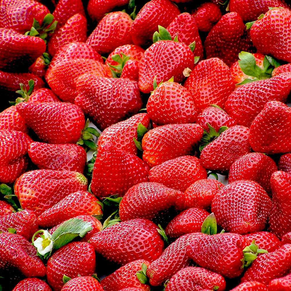 Bulk Strawberries Whole